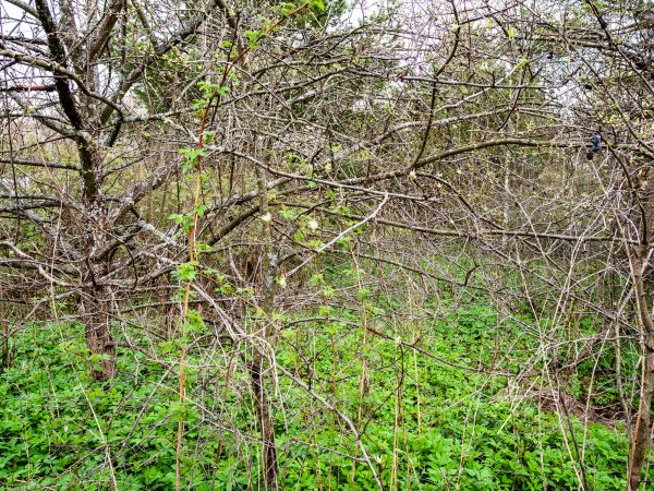 Underbrush Clearing in Nashua