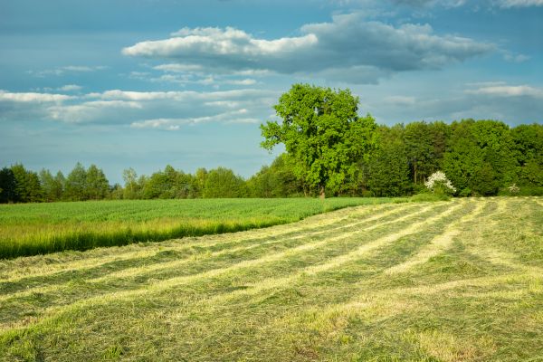 Cost of Vegetation Removal in Nashua