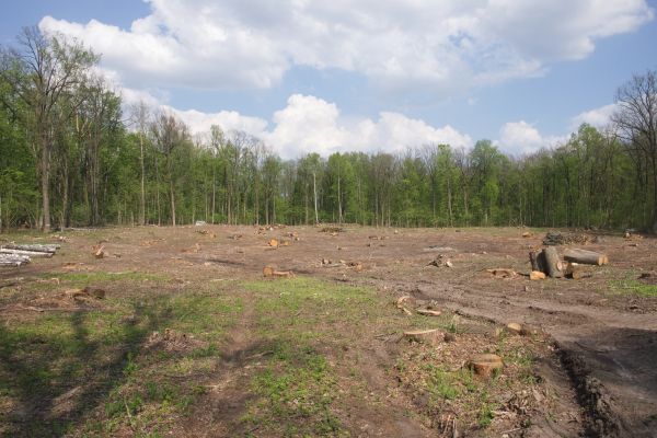 Pasture Clearing in Nashua
