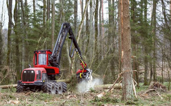 Cost of Forest Clearance Service in Nashua