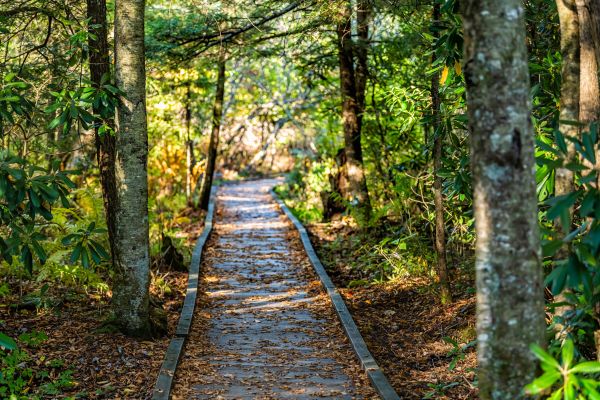 Cost of Trail Clearing in Nashua