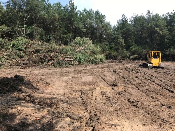 Thicket Clearing in Nashua